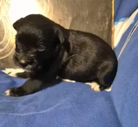 Male 2, a male Miniature Schnauzer for sale in Coffeyville, KS – Photo 1 of 2