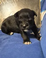 Male 2, a male Miniature Schnauzer for sale in Coffeyville, KS – Photo 2 of 2