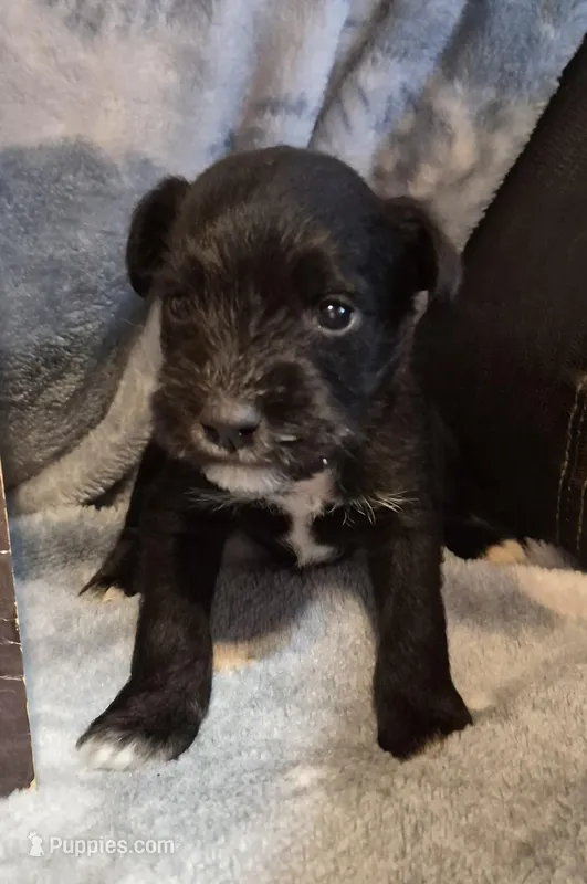 Male 2 – Miniature Schnauzer puppy for sale in Coffeyville, KS