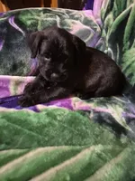 Jojo, a male Miniature Schnauzer and Pug for sale in Coffeyville, KS – Photo 2 of 2