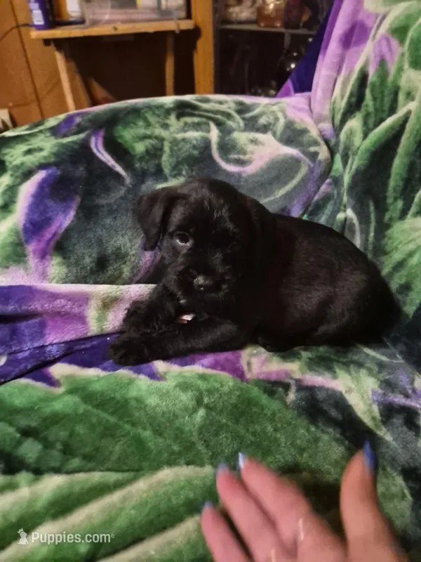 Jojo – Miniature Schnauzer, Pug puppy for sale in Coffeyville, KS