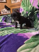 Choie , a female Miniature Schnauzer and Pug for sale in Coffeyville, KS – Photo 3 of 3