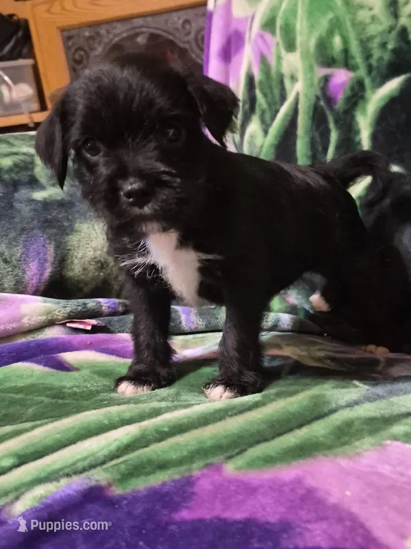 Choie  – Miniature Schnauzer, Pug puppy for sale in Coffeyville, KS