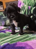 Choie , a female Miniature Schnauzer and Pug for sale in Coffeyville, KS – Photo 1 of 3