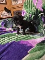 Choie , a female Miniature Schnauzer and Pug for sale in Coffeyville, KS – Photo 2 of 3
