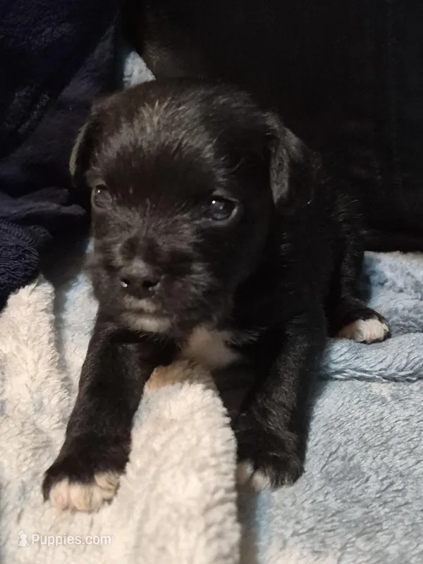 Schnug 1, a female Miniature Schnauzer and Pug for sale in Coffeyville, KS – Photo 1 of 2