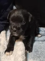 Schnug 1, a female Miniature Schnauzer and Pug for sale in Coffeyville, KS – Photo 1 of 2