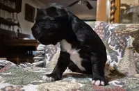 Female 1, a female Miniature Schnauzer and Pug for sale in Coffeyville, KS – Photo 2 of 2