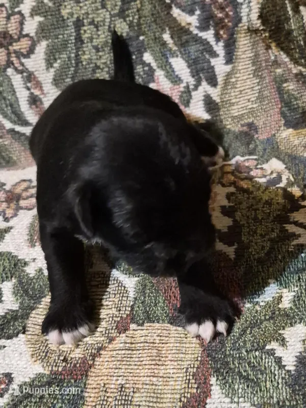 Female 1 – Miniature Schnauzer, Pug puppy for sale in Coffeyville, KS