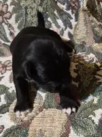 Female 1, a female Miniature Schnauzer and Pug for sale in Coffeyville, KS – Photo 1 of 2