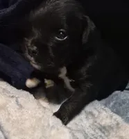 Schnug 1, a female Miniature Schnauzer and Pug for sale in Coffeyville, KS – Photo 2 of 2