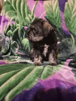 Jack, a male Miniature Schnauzer for sale in Coffeyville, KS – Photo 2 of 4