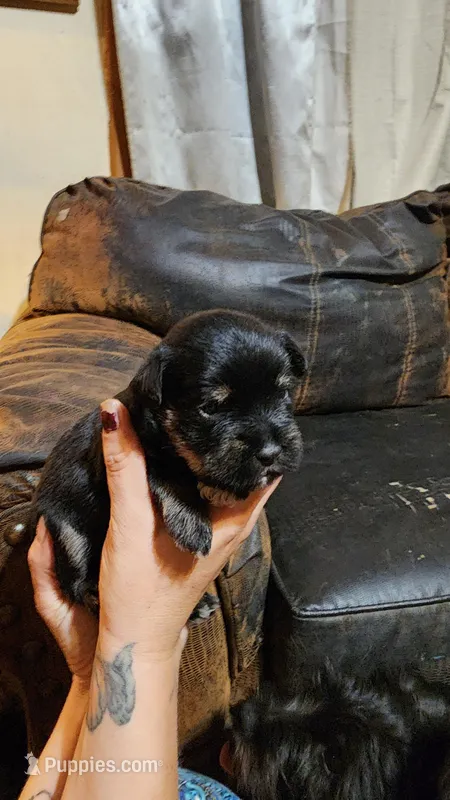 Male 1, a male Miniature Schnauzer for sale in Coffeyville, KS – Photo 1 of 1