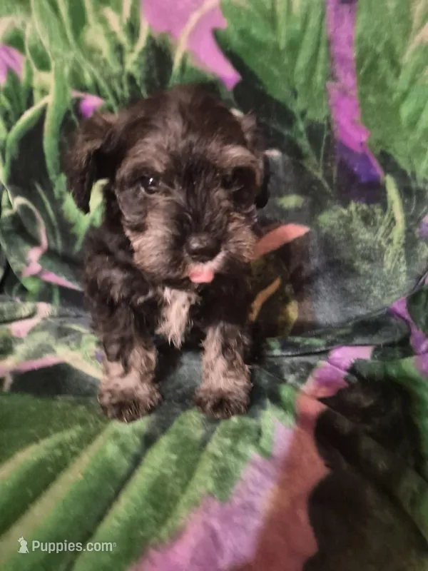 Jack – Miniature Schnauzer puppy for sale in Coffeyville, KS
