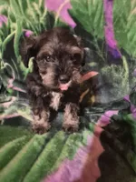 Jack, a male Miniature Schnauzer for sale in Coffeyville, KS – Photo 1 of 4