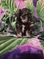 Jack, a male Miniature Schnauzer for sale in Coffeyville, KS – Photo 4 of 4