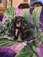 Jack, a male Miniature Schnauzer for sale in Coffeyville, KS – Photo 3 of 4
