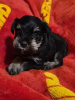Male 1, a male Miniature Schnauzer for sale in Coffeyville, KS – Photo 3 of 3