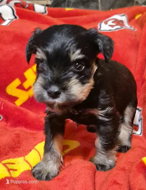 Male 1 – Miniature Schnauzer puppy for sale in Coffeyville, KS