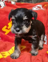 Male 1, a male Miniature Schnauzer for sale in Coffeyville, KS – Photo 1 of 3