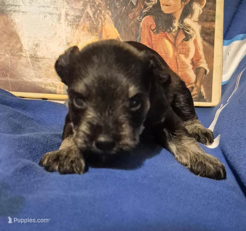Male 1 – Miniature Schnauzer puppy for sale in Coffeyville, KS