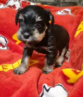 Male 1, a male Miniature Schnauzer for sale in Coffeyville, KS – Photo 2 of 3