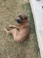 Goldean , a male Cane Corso for sale in Copperas Cove, TX – Photo 3 of 3