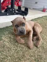 Goldean , a male Cane Corso for sale in Copperas Cove, TX – Photo 2 of 3