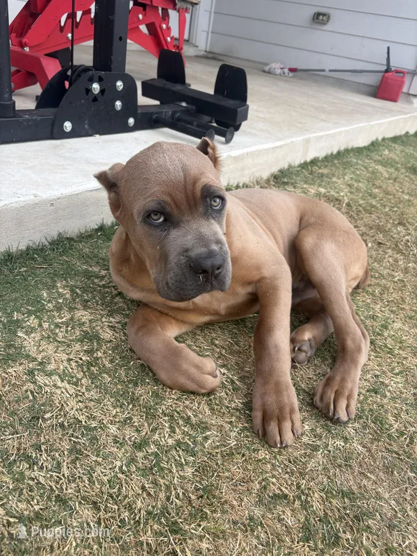 Goldean , a male Cane Corso for sale in Copperas Cove, TX – Photo 1 of 3
