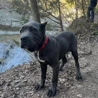 Moona, a female Cane Corso for sale in Copperas Cove, TX – Photo 2 of 3