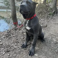 Moona, a female Cane Corso for sale in Copperas Cove, TX – Photo 3 of 3