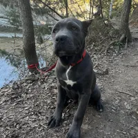 Moona, a female Cane Corso for sale in Copperas Cove, TX – Photo 1 of 3