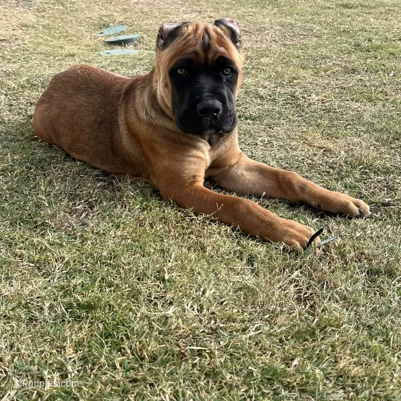 Hazel “sweet tooth”