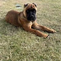 Hazel “sweet tooth”, a female Cane Corso for sale in Copperas Cove, TX – Photo 1 of 4