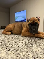 Hazel “sweet tooth”, a female Cane Corso for sale in Copperas Cove, TX – Photo 2 of 4