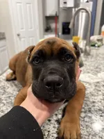 Hazel “sweet tooth”, a female Cane Corso for sale in Copperas Cove, TX – Photo 3 of 4