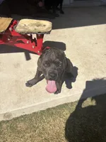 Luna, a female Cane Corso for sale in Copperas Cove, TX – Photo 3 of 6
