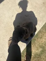 Luna, a female Cane Corso for sale in Copperas Cove, TX – Photo 2 of 6