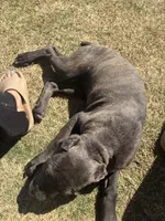 Luna, a female Cane Corso for sale in Copperas Cove, TX – Photo 6 of 6