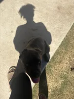 Luna, a female Cane Corso for sale in Copperas Cove, TX – Photo 1 of 6