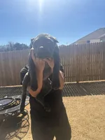 Luna, a female Cane Corso for sale in Copperas Cove, TX – Photo 5 of 6