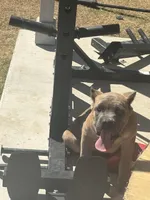 Novah, a  Cane Corso for sale in Copperas Cove, TX – Photo 1 of 4