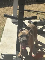 Novah, a  Cane Corso for sale in Copperas Cove, TX – Photo 3 of 4