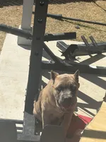 Novah, a  Cane Corso for sale in Copperas Cove, TX – Photo 2 of 4