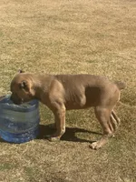 Novah, a  Cane Corso for sale in Copperas Cove, TX – Photo 4 of 4