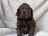 Hold-Charlotte, a female Goldendoodle and Miniature Labradoodle for sale in Atoka, OK – Photo 2 of 3
