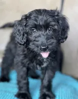 Jet, a male Miniature Aussiedoodle and Miniature Labradoodle for sale in Atoka, OK – 2 of 6