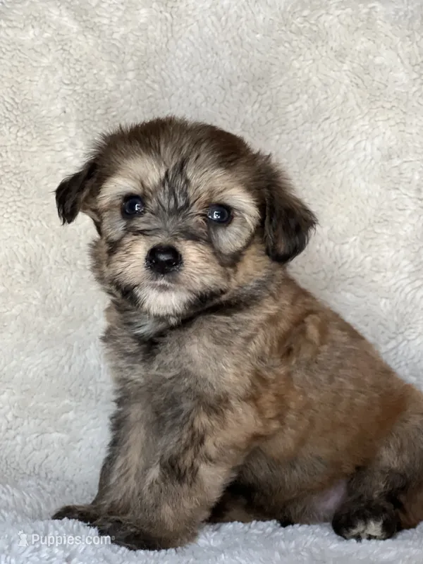 Rollo – Miniature Aussiedoodle puppy for sale in Atoka, OK