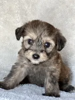 Rollo, a male Miniature Aussiedoodle and Miniature Labradoodle for sale in Atoka, OK – 4 of 9