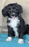 Oreo, a female Miniature Aussiedoodle and Miniature Labradoodle for sale in Atoka, OK – 2 of 9